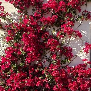 Meet your Posher, E.